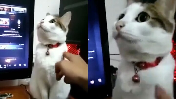 对不起，你的猫可能死机了，建议返厂维修吧~