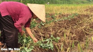 Ốc nấu chuối xanh cả vỏ món ngon mẹ làm ( Snail cooked with bananas ) - Cơm Mẹ Nấu