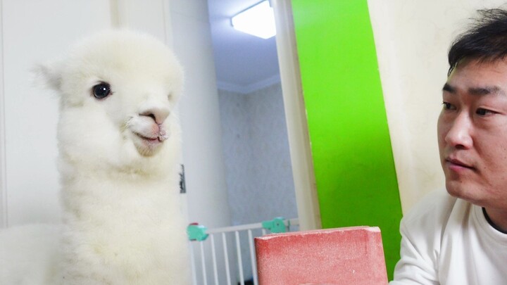 The alpaca ate the brick for the first time. At first, he was dismissive, but after licking it, he b