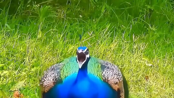 birds screaming 🥶