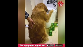 Bộ tui là trò đùa của mấy người đó hả??? | MYPET