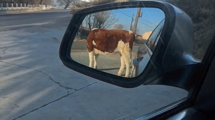 Hù tao hết hồn, anh chàng bò ngố! #Nội Mông #Tam Nông #Lẩu thịt bò #Dự Án Ra Mắt Thú Cưng Dễ Thương