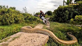 9 Hunter And Pitbull Dog Hunting For The Giant Python