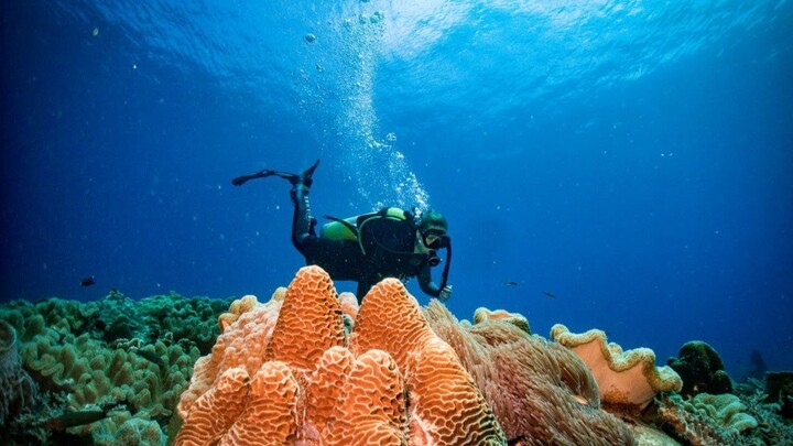 Unbelievable  Undersea Captured By Diver | Shark Island (Named) In Cambodia