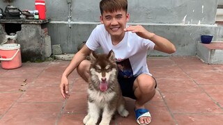 Hưng Troll _ Tắm Cho Ngáo Alaska