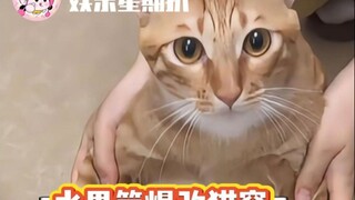 The hemp rope always snaps at the thinnest point—fate loves to toy with fat, lucky cats!