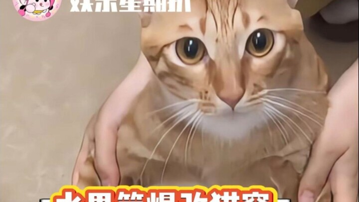 เชือกป่านมักเลือกขาดตรงจุดบางๆ โชคชะตาชอบแกล้งแมวตัวอ้วน!