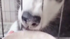 Dog: I’m just eating, damn it.