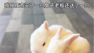 Beli kelinci di pasar malam, bosnya malah kasih satu ekor gratis, aku benar-benar tertipu nih