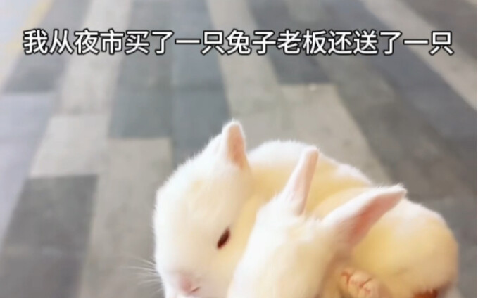 اشتريت أرنبًا من سوق الليل، وأعطاني صاحب المحل واحدًا إضافيًا، لقد وقعت في الفخ تمامًا