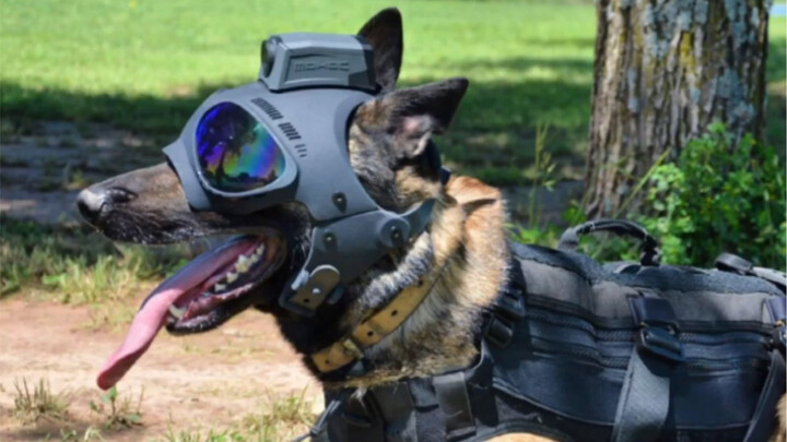 Kumpulan lengkap perlengkapan wearable untuk anjing penugasan