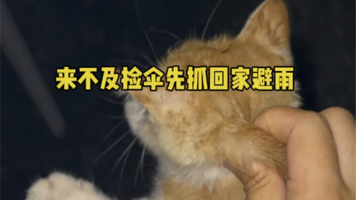 For stray kittens, a heavy downpour is also a disaster, isn't it? With thunder rumbling, they must b