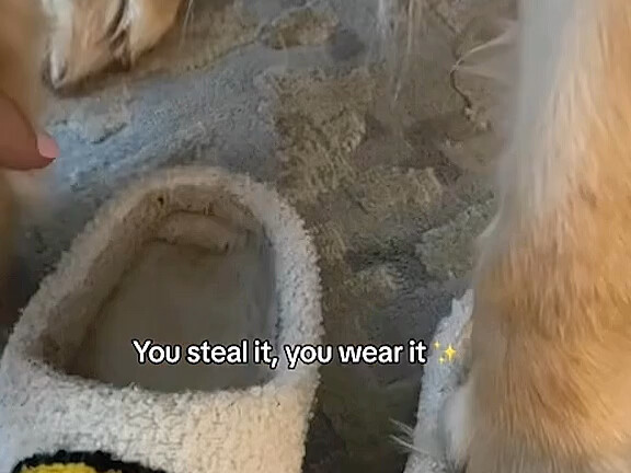 Chó con trộm gì thì cho nó mặc cái đó!