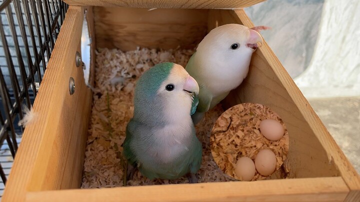 Burung nuri peoni memang pantas disebut burung cinta—pasangan muda ini makan pun sang jantan yang me