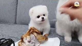 chú cún con cute pongki và rudy cực kỳ dễ thương - Phần 3