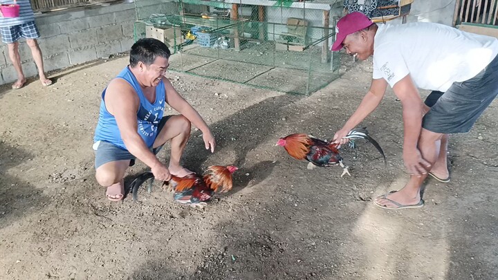 2yrs old Full Brother