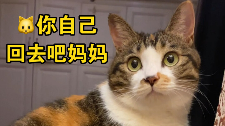 بعد إحضار القطط إلى مسقط الرأس لقضاء العيد، قالت إنها لا تريد المغادرة أبدًا…