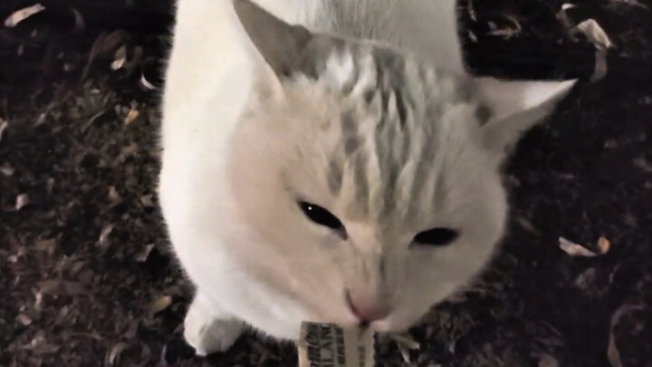 Cat: Shut up and eat faster, this broad is about to latch onto me!