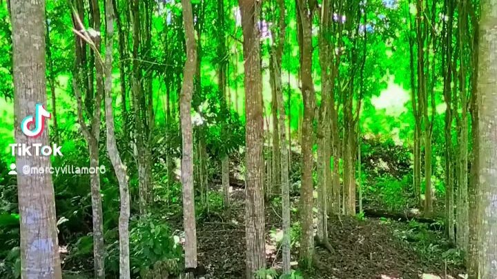 trees🥰