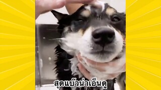 สัตว์เลี้ยงพื่อนขนปุย : สุดแบ๊วน่าเอ็นดู