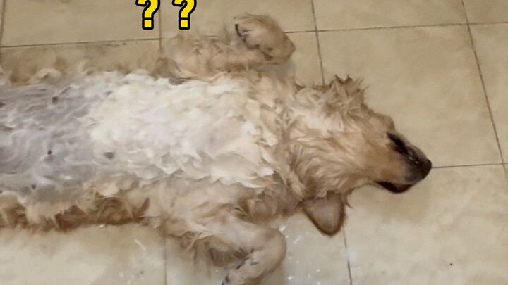 Some dogs disappear once they are rubbed.