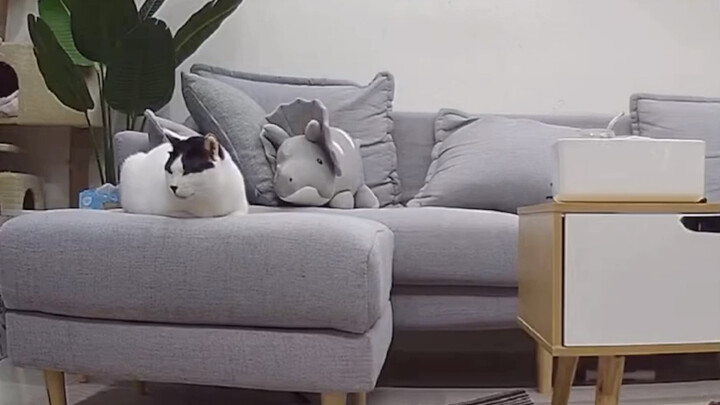 Is this something a human would do? Bullying a cat just because it can’t talk? [Mingda and Banban]