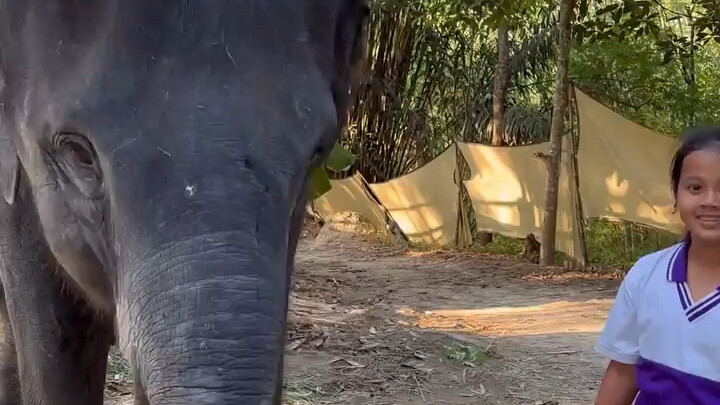 Tôi và chú voi nhỏ