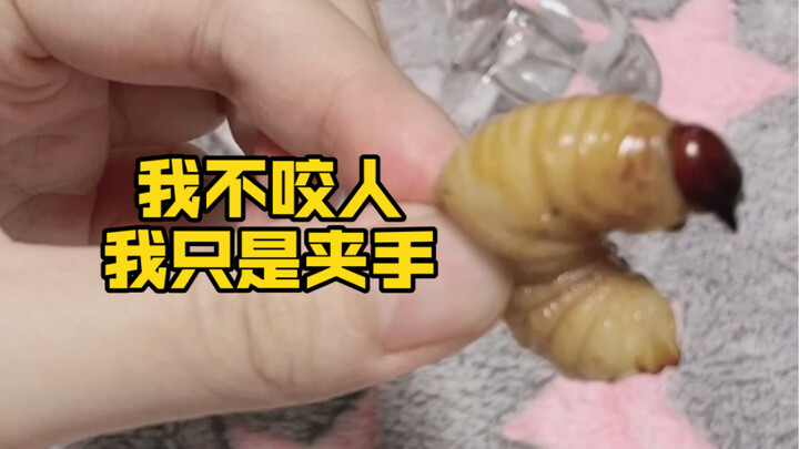 Shop Owner: Bamboo worms don’t bite people—just watch your fingers!
