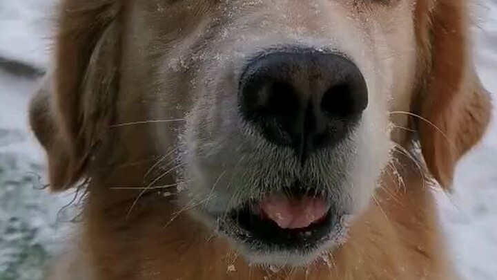 แข็งเป็นหมา ช่างภาพจริงๆ