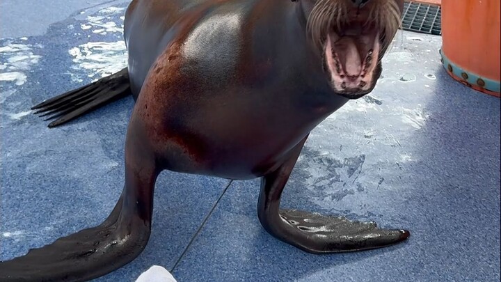 Evil QQ Intestines: What's That Smell???