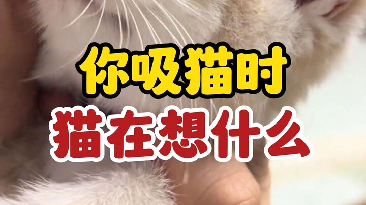 เวลาคุณกอดแมว แมวจะคิดยังไงนะ?