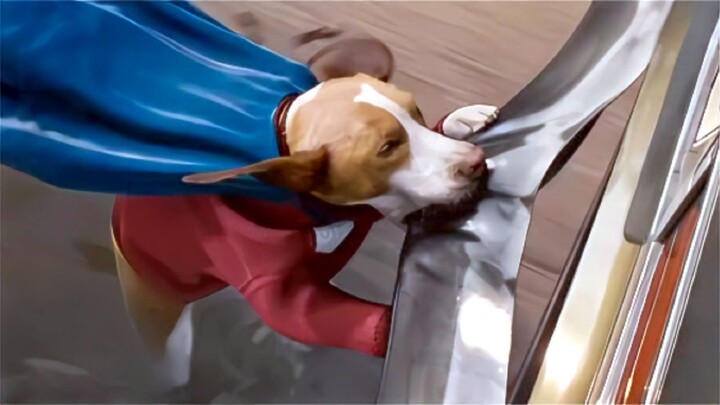 Superpower-Dog Stops A 100Miles/hr Car With His Bare Paws