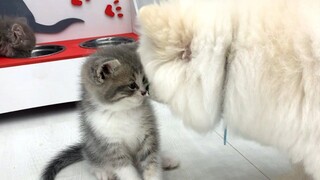 Kitten Johnny ให้อาหารลูกสุนัข Pomeranian ที่หิวโหย
