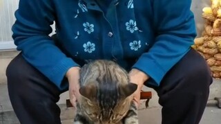 # قط توري شيت # المسن والقط # لحظة الشفاء بفضل القطط الجدّة تتباهى بالقط الذي رعته منذ صغره # قط تور