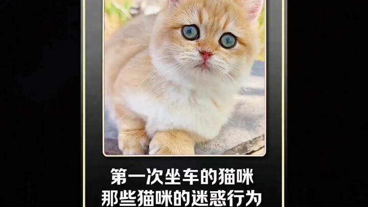 The carefree little kitten, Xiao Mi, will chase away your daily fatigue—those moments of being heale
