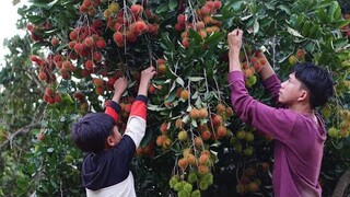 Gà Hầm Chôm Chôm, Làm Trà, Mứt Chôm Chôm Ăn Ngon