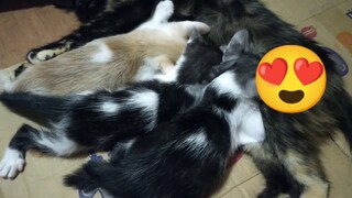 Caring mother cat to her playful kittens