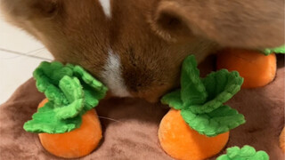 Any aunts need help pulling up radishes? I’m also great at planting them!