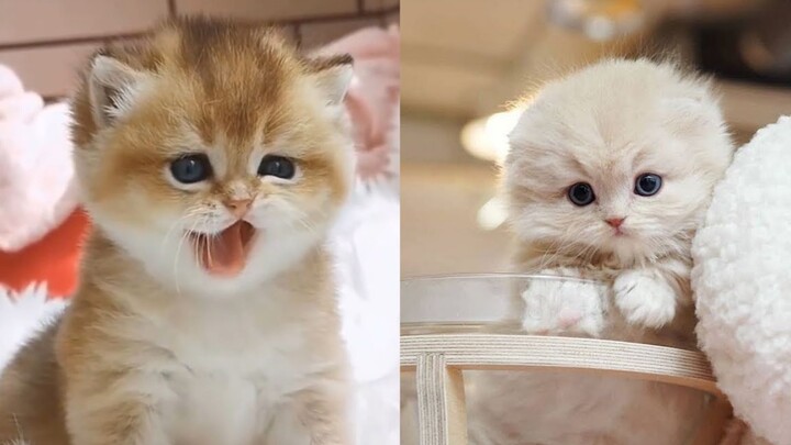 Kamu adalah ayah kucing terburuk yang pernah aku temui!