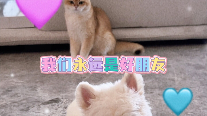 Khi nhà tôi cùng lúc có một con mèo và một con chó