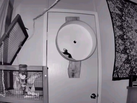 Rahasia tetap kokoh sehari-hari: Aku sudah melakukannya, kalian semua ada di dalam komunitas ini!