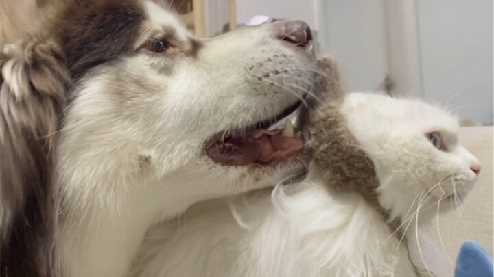 อะแลสกา: ฉันก็แค่ผู้จัดหาขนสุนัขธรรมดาๆ คนหนึ่งเท่านั้นเอง