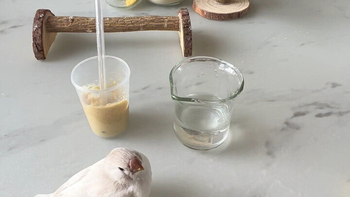 ช่วยด้วย…ไม่กล้าปรุงอาหารต่อหน้าพวกเขาอีกแล้ว…