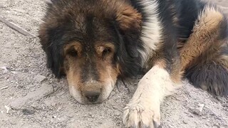 A Tibetan mastiff living in the mine