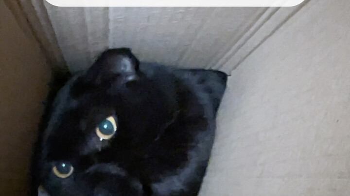 Back When My Cat Took Medicine vs. Now That My Cat Takes Medicine