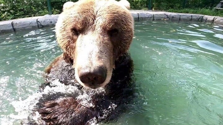 Mansur pergi berenang.