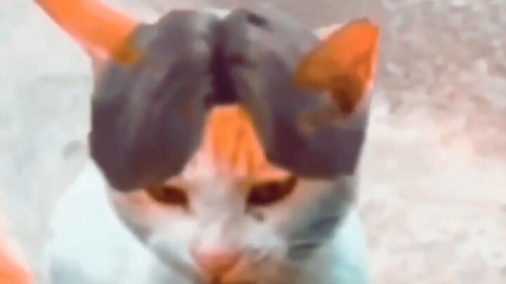 Sebuah kucing resin mengalir terus-menerus