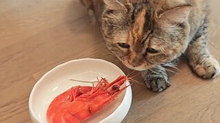 Si malang Guandang tidak bisa mengupas udang