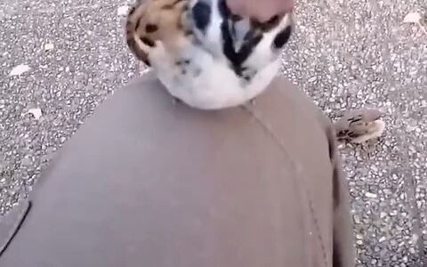 Japanese Guy Stumbles Upon His Secret Ability to Summon Wild Sparrows