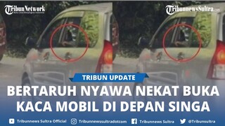 Viral Wisatawan Bertaruh Nyawa di Taman Safari, Nekat Buka Kaca Mobil di Depan Singa